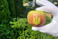 Фермери виростили унікальні яблука з тризубцем (фото)
