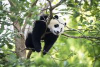 В Китае заявили, что большие панды больше не классифицируются как находящиеся под угрозой исчезновения