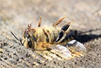 На Хмельниччині зафіксували факт масової загибелі бджіл