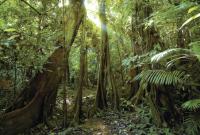 Озвучено чому тропічні ліси стали нести небезпеку екології