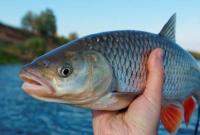 Мінекономіки ухвалило наказ щодо боротьби з небезпечними хворобами риб