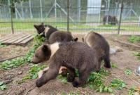 Из-за жестокого обращения со страусиной фермы под Киевом забрали медвежат и львят