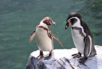 В Норвегии после месяцев карантина вакцинируют пингвинов
