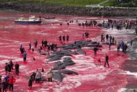 На Фарерских островах жестоко убили более 1400 дельфинов