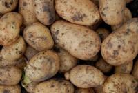 Эксперт прогнозирует рост стоимости картофеля в конце октября