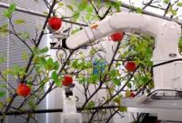 Науковці винайшли робота, який збирає врожаї фруктів