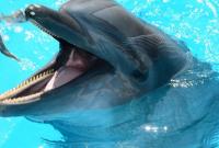 В Україні посилять охорону популяції дельфінів та тюленів