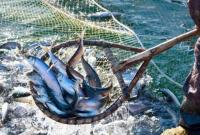 Украина разделила с Россией квоты на вылов рыбы в Азовском море