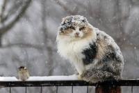 Синоптик рассказал, когда в Украине выпадет первый снег