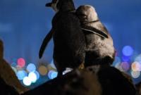 Пингвины, которые "утешают" друг друга: какое фото получило Ocean Photograph Award