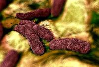 Ученые обнаружили бактерии возрастом 5 000 лет - старейший из когда-либо виденных штаммов чумы