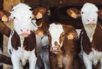 Польща планує зменшити використання антибіотиків на тваринницьких фермах