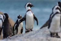 В Южной Африке пчелы убили более 60 редких пингвинов