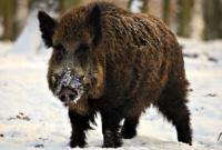 Африканська чума свиней «захоплює» нові райони Німеччини